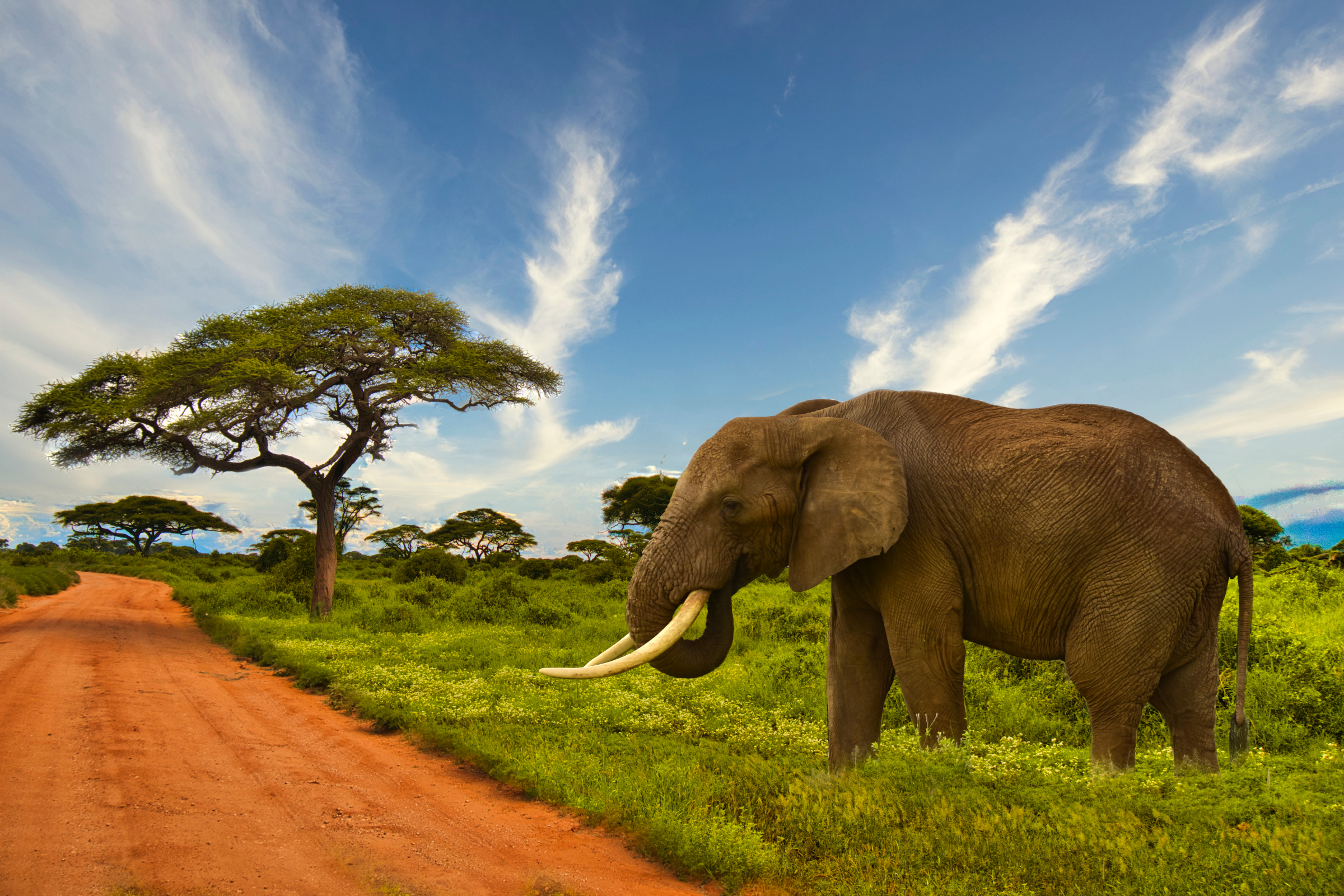 tsavo west national park (3).webp